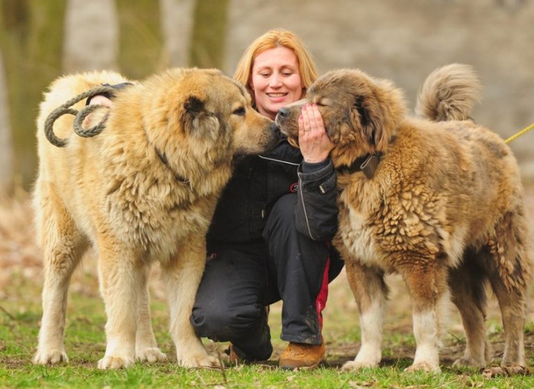 Wondering why choose a dog from Caucasian Shepherd breed? - Blog
