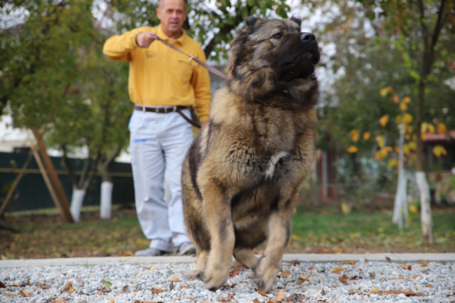 Aggressive or protective The Caucasian Shepherd Guard Dog