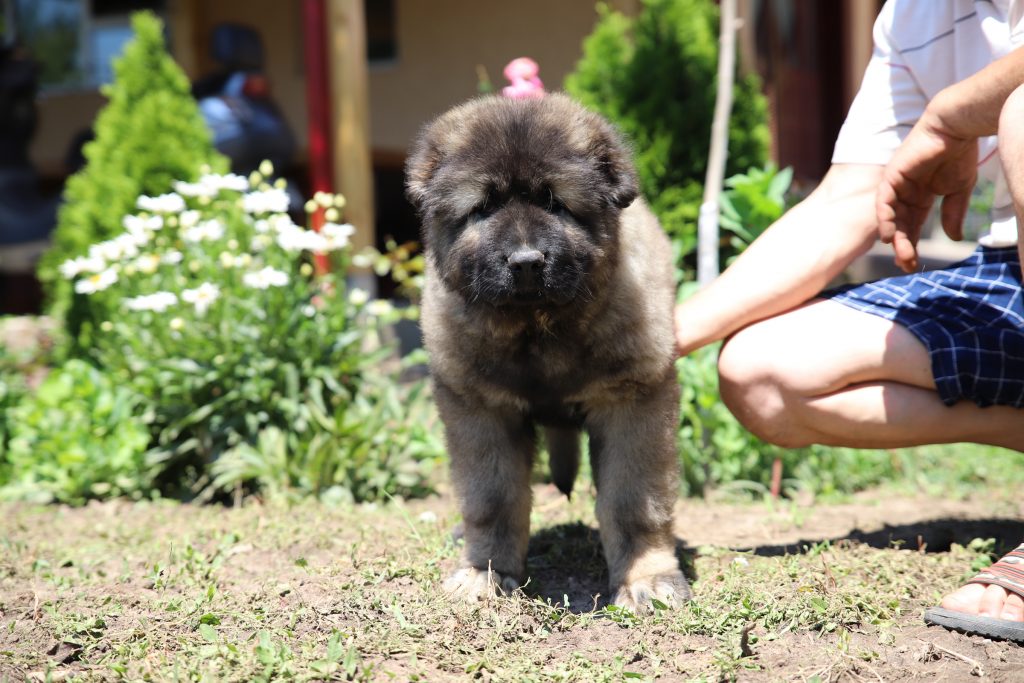 Housebreaking A Caucasian Shepherd Puppy How To Titans Family