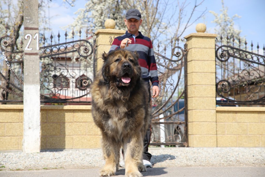 Can The Caucasian Shepherd Dog Kill A Wolf Titans Family