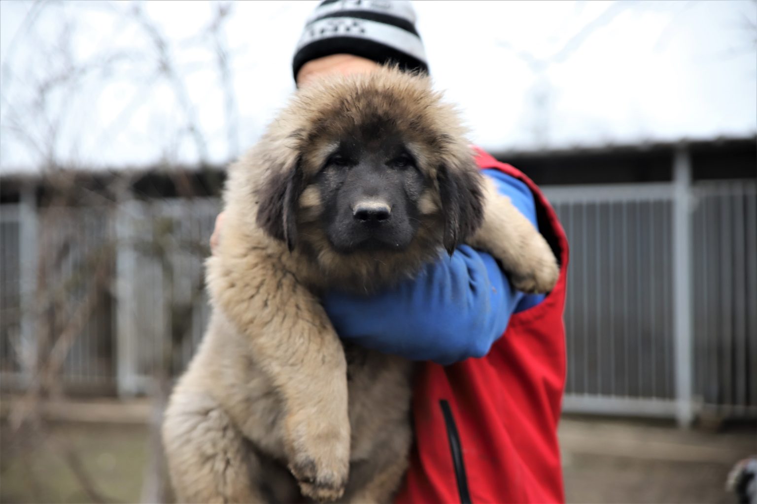 Caucasian Shepherd puppy price Archives Titans Family